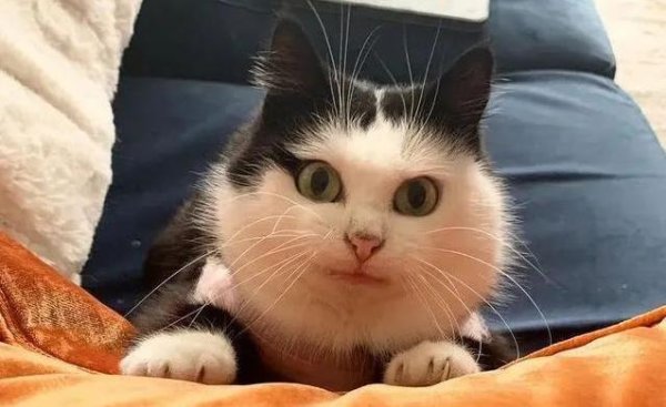钱生财 流浪猫舌头总掉出，怪模样吓跑众人，女子却一眼爱上它
